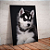 Quadro decorativo - Cachorro filhote de Husky Siberiano - Imagem 1