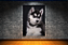 Quadro decorativo - Cachorro filhote de Husky Siberiano - Imagem 4