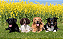 Quadro decorativo - Cães brincando em um campo de flores - Imagem 2