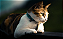 Quadro decorativo - Observador felino - Imagem 2