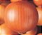 Sementes De Cebola Crioula Topseed - 100g - Imagem 2