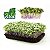 Sementes De Microverdes Couve Manteiga Da Geórgia Topseed - 500g - Imagem 2
