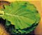 Sementes De Couve Manteiga Da Georgia Topseed - 100g - Imagem 2