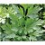 Sementes De Salsa Elisa Topseed Premium - 500g - Imagem 2