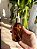 Vidro Spray Âmbar 100ml - Imagem 1