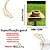 CHAPEU 12485.3991 PRALANA - Imagem 2