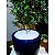 Pedrinhas Brancas para Vasos de Plantas 1kg - Imagem 3