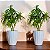 Kit com 2 Vasos para plantas decorativo redondo frisado P estilo fibra de vidro - Imagem 1