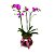 Orquídea Phalaenopsis M no vaso de vidro- Rosa - Imagem 1