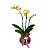 Orquídea Phalaenopsis M no vaso de vidro- Amarelo - Imagem 1