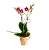 Orquídea PT9 CXP Corda - Rosa - Imagem 1