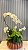 Arranjo de orquídeas premium - Imagem 1