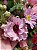 Box Amor em flores - Imagem 5