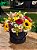 Box Luxo campestre M - Imagem 1