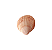 Concha Natural - Imagem 1