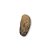 Concha Abalone - Haliotis - pacote com 10 unidades - Imagem 5