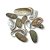 Concha Abalone - Haliotis - pacote com 10 unidades - Imagem 2