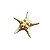Estrela do Mar Natural - Imagem 1