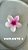 Presilha Flor Gringa - Imagem 5