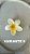 Presilha Flor Gringa - Imagem 7