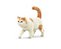 Figura Collecta - Gato Pelo Curto - 6cm De Comprimento - Imagem 1