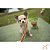 Petisco para Cães Stick de Frango 100% Natural 80gr - Budopet - Imagem 3