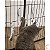 Brinquedo Pelúcia para Gatos Peixe c/Guizo e Catnip - Toya - Imagem 2