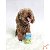 Brinquedo Pelúcia para Cães com Apito Soda - Toya - Imagem 4