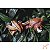 Petisco Mordedor Knot Pele Bovina 1un - Natuka - Imagem 4