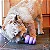 Brinquedo Recheável para Cães Kong Senior - Kong - Imagem 5