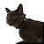 Coleira de Gato U Caqui/Preto -Toh - Imagem 2