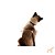 Conjunto Peitoral H para Gato Caqui/Preto - Toh - Imagem 3