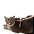 Conjunto Peitoral H para Gato Caqui/Caqui - Toh - Imagem 2
