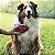 Escova Massageadora para Cães ZoomGroom Raspberry - Kong - Imagem 5