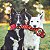 Pelúcia Cobra Resistente para Cães Tough Seamz- Vermelho G - Outward Hound - Imagem 4
