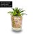 TRIO DE SUCULENTAS NO VASO DE VIDRO PARA DECORAÇÃO - Imagem 2