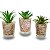 TRIO DE SUCULENTAS NO VASO DE VIDRO PARA DECORAÇÃO - Imagem 1