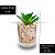 TRIO DE SUCULENTAS NO VASO DE VIDRO PARA DECORAÇÃO - Imagem 3