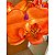 Haste De Orquidea Artificial Para Arranjo Sofisticado - Imagem 5