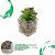 Trio De Suculentas C/ Vaso De Vidro Decoração Home & Living - Imagem 3
