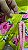 Conjunto Bebel Rosa - Imagem 2