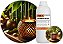 Essência Bamboo Broto Ultra para Velas & Difusores de Varetas & Cosméticos - Imagem 1