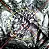 VOX VICTIMAE - Didier Guigue (CD) - Imagem 1