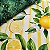 SARJA DIGITAL IMPERMEÁVEL 100% ALGODÃO ESTAMPADA LIMÃO COM LISTRAS 0,50cm X 1,70m | SDI08S01 - Imagem 3