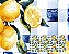 SARJA DIGITAL IMPERMEÁVEL 100% ALGODÃO ESTAMPADA LIMÃO GRANDE FUNDO XADREZ 0,50cm X 1,70m | 94250S01 - Imagem 1