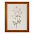 Flores - Imagem 4