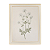 Flores - Imagem 4