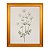 Flores - Imagem 3