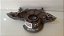 Flange Do Virabrequim Renaut Sandero 1.6 2013 a 2016 - Imagem 8