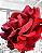 Rosa Gigante Perfeita | Vermelho e Dourado - Imagem 3